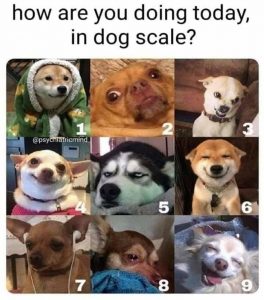 How are you doing today, in dog scale? - General Questions and Topics ...