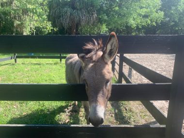 relationships | Lambert-Eaton News | Jackson the donkey stands in an outdoor pen.