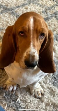 A close-up photo of a basset hound, taken from above looking down. The dog is sitting on a rug, looking up. 